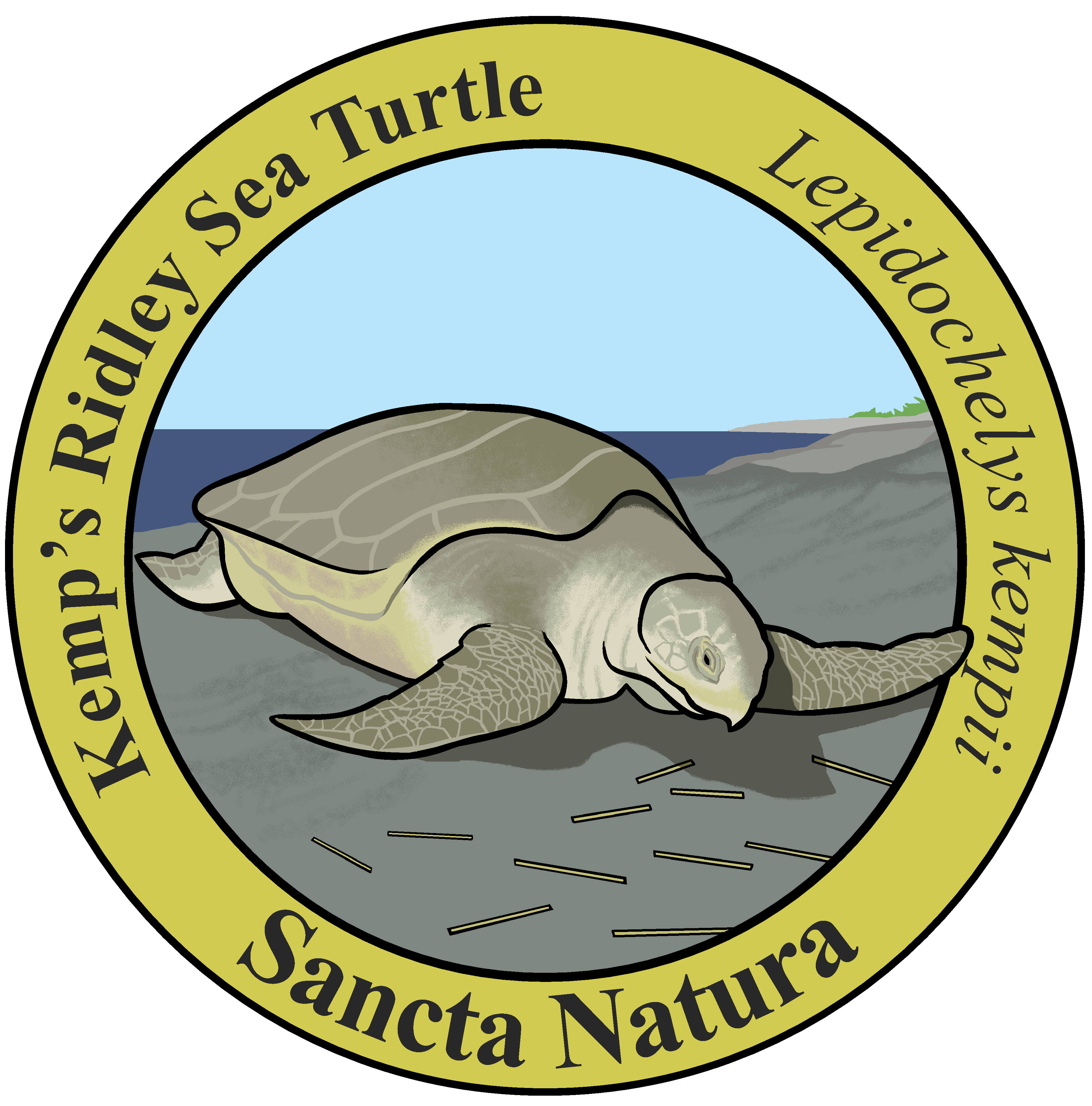 Adult Kemp's Ridley Sea Turtle T-shirt – Sancta Natura