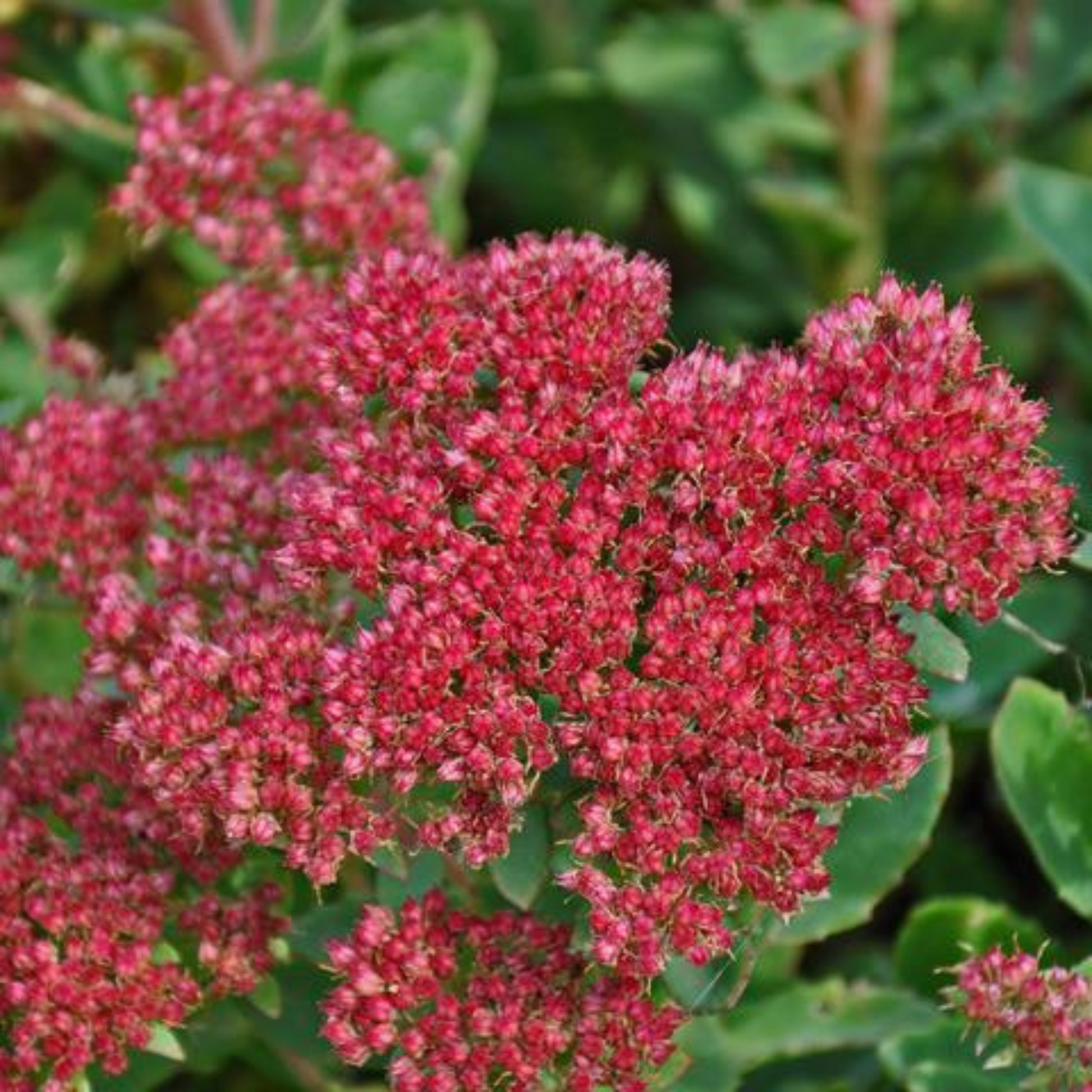 Sedum maximum Munstead Dark Red Fantastic Gardens