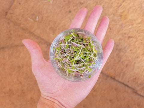 harvest microgreens grown using coco fiber grow mat