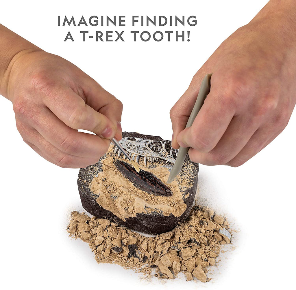 Dinosaur Fossil Dig Kit – The Children's Museum of Indianapolis Store