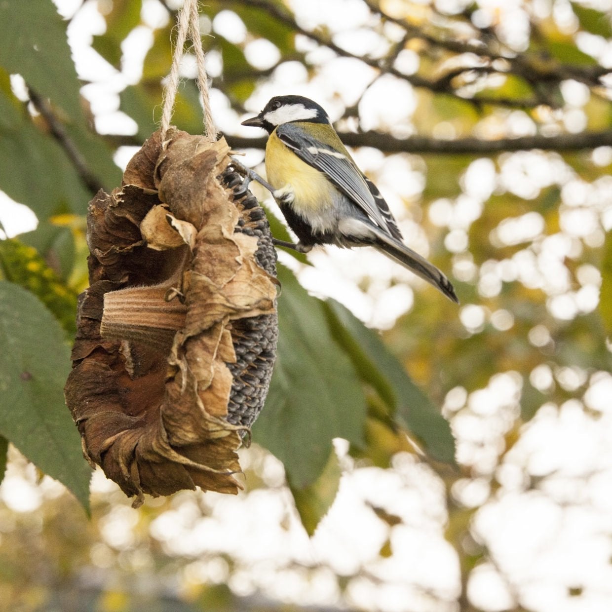 Esschert Design Gedroogde Zonnebloem Vogelvoer