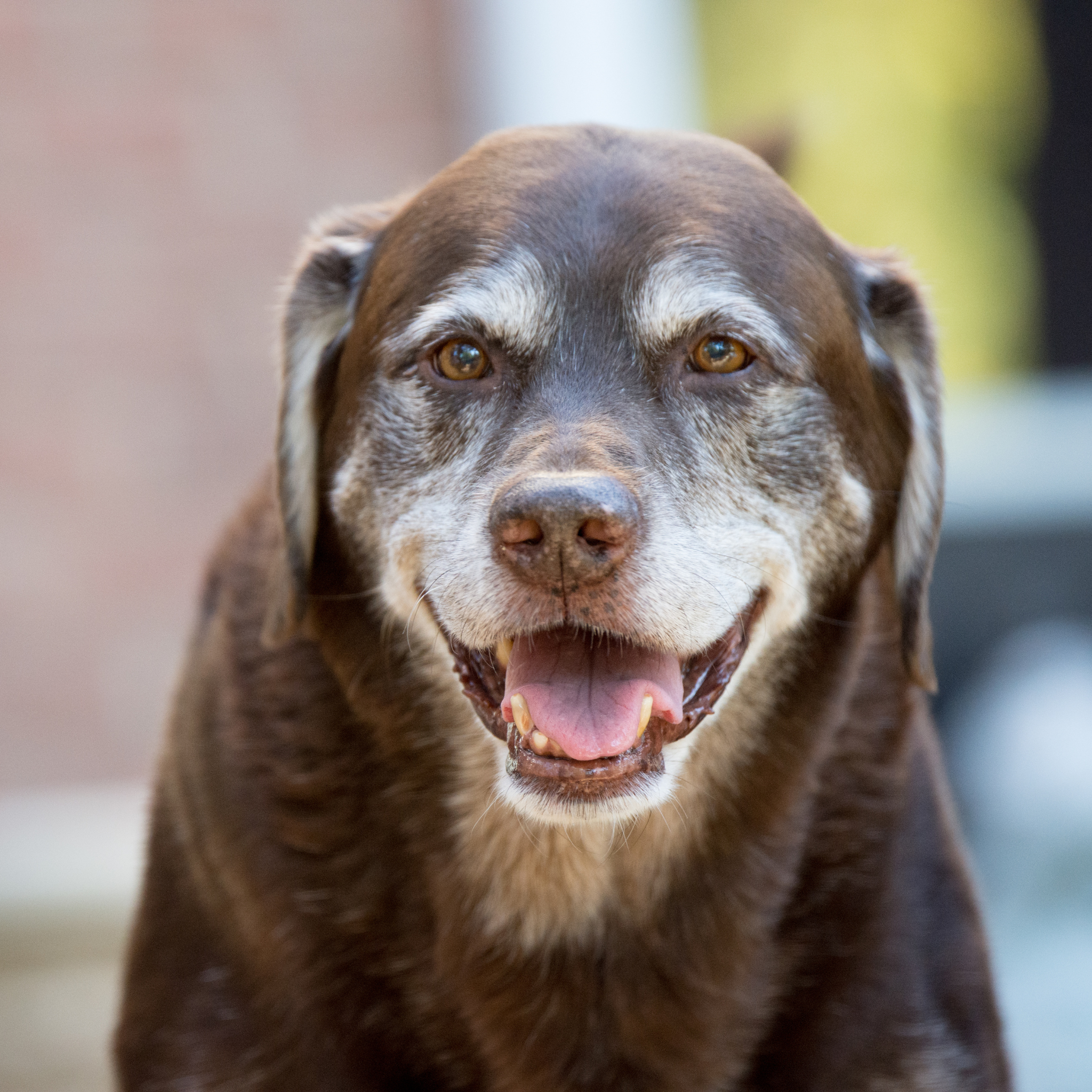 Perro senior, chequeos veterinarios, mascotas sanas, mascotas mayores