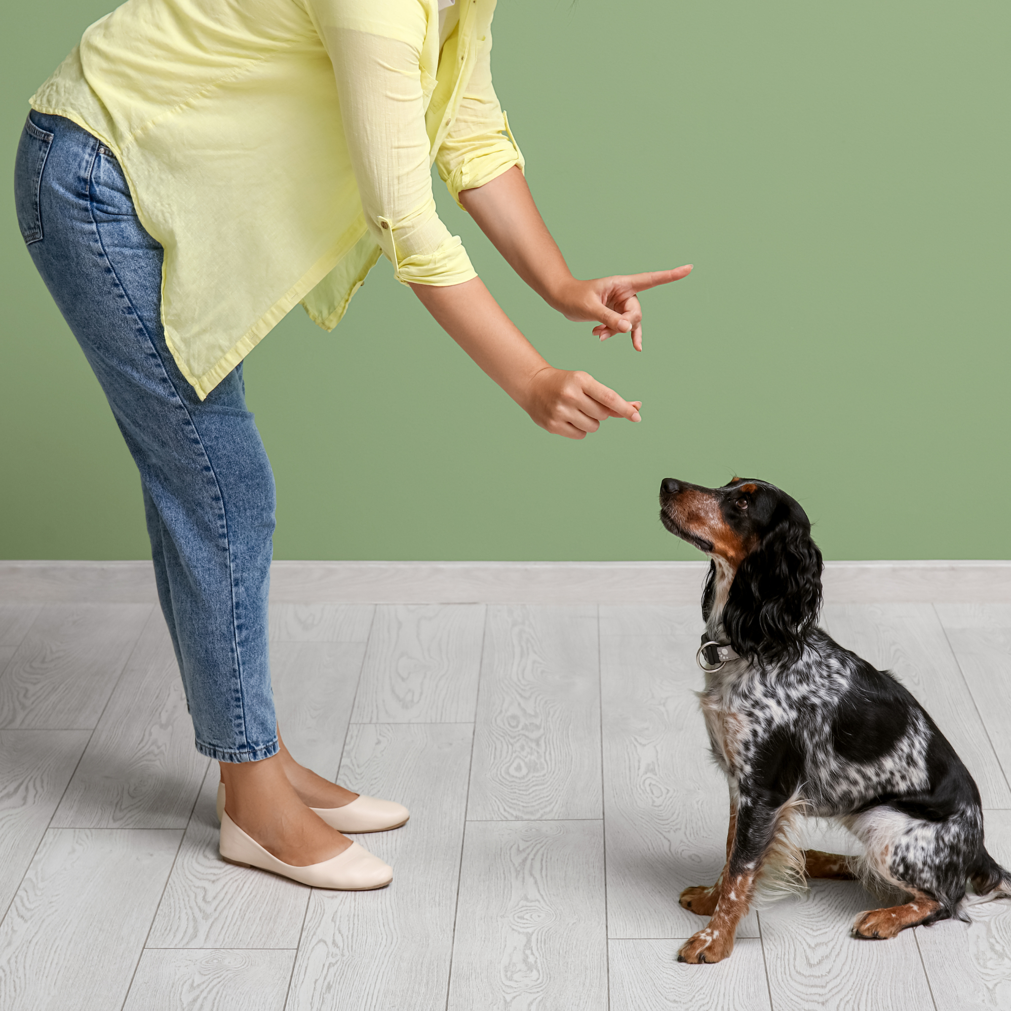 pet training, behavioral dogs, training tips for dogs