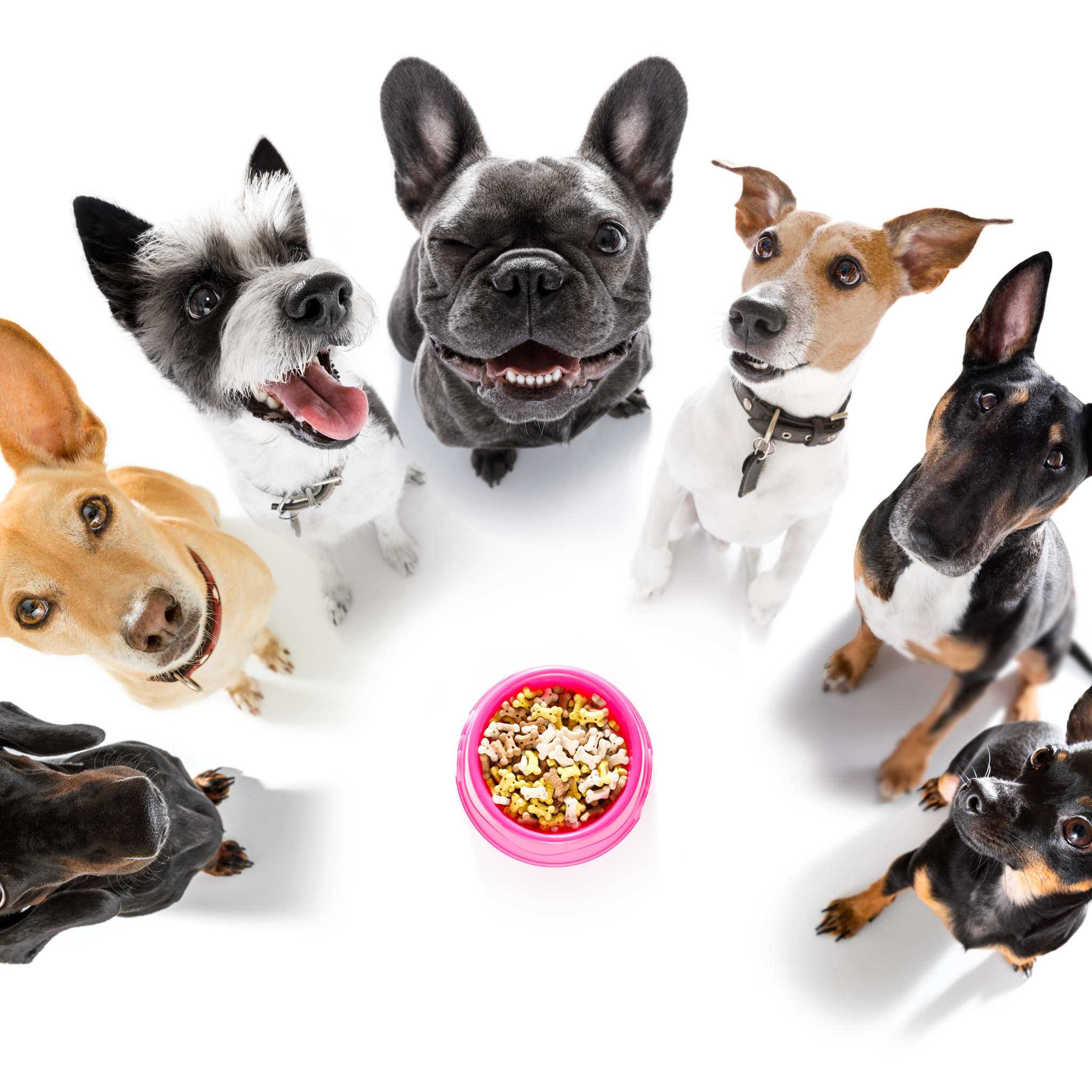 alimentos para mascotas, alimentos para perros, mascotas saludables, dietas saludables para mascotas