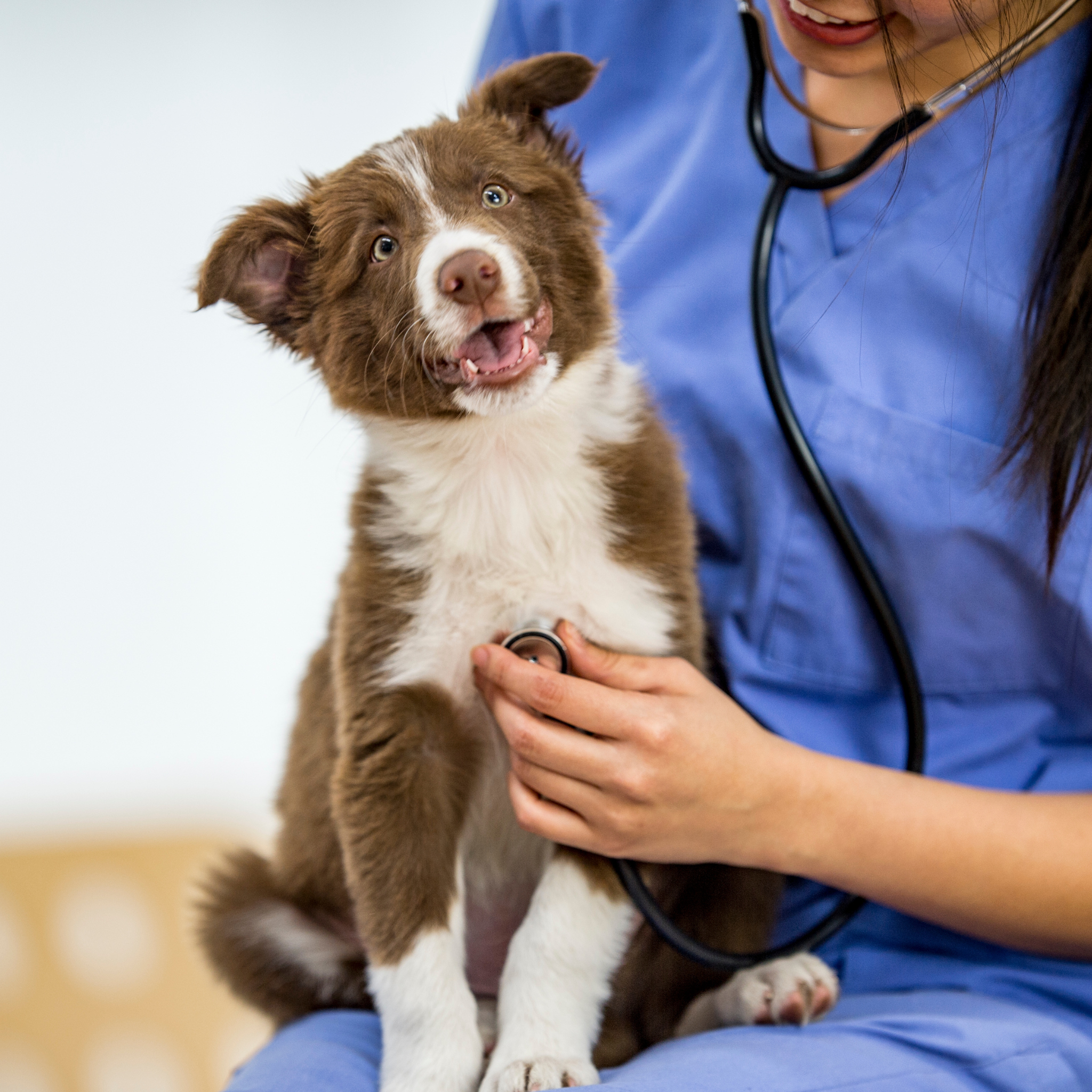 mascotas en el veterinario, buenos hábitos de salud para mascotas, seguridad para mascotas, salud del perro, salud del gato