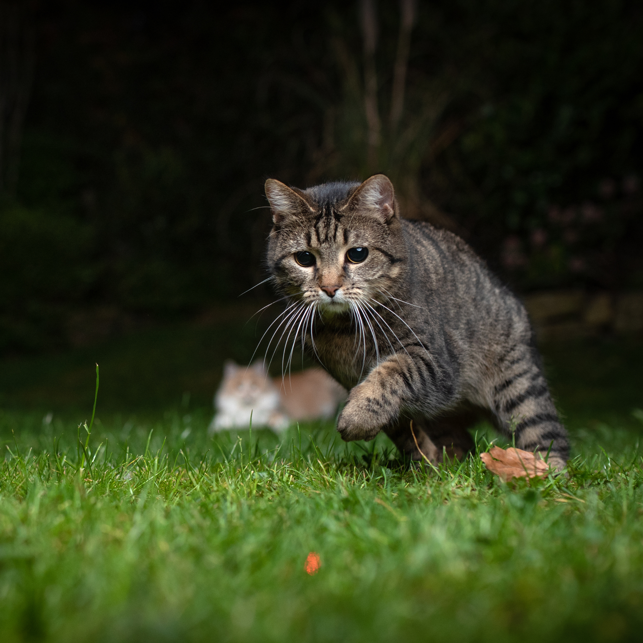 night vision, cat's playing at night, mysterious cat's, having a pet cat