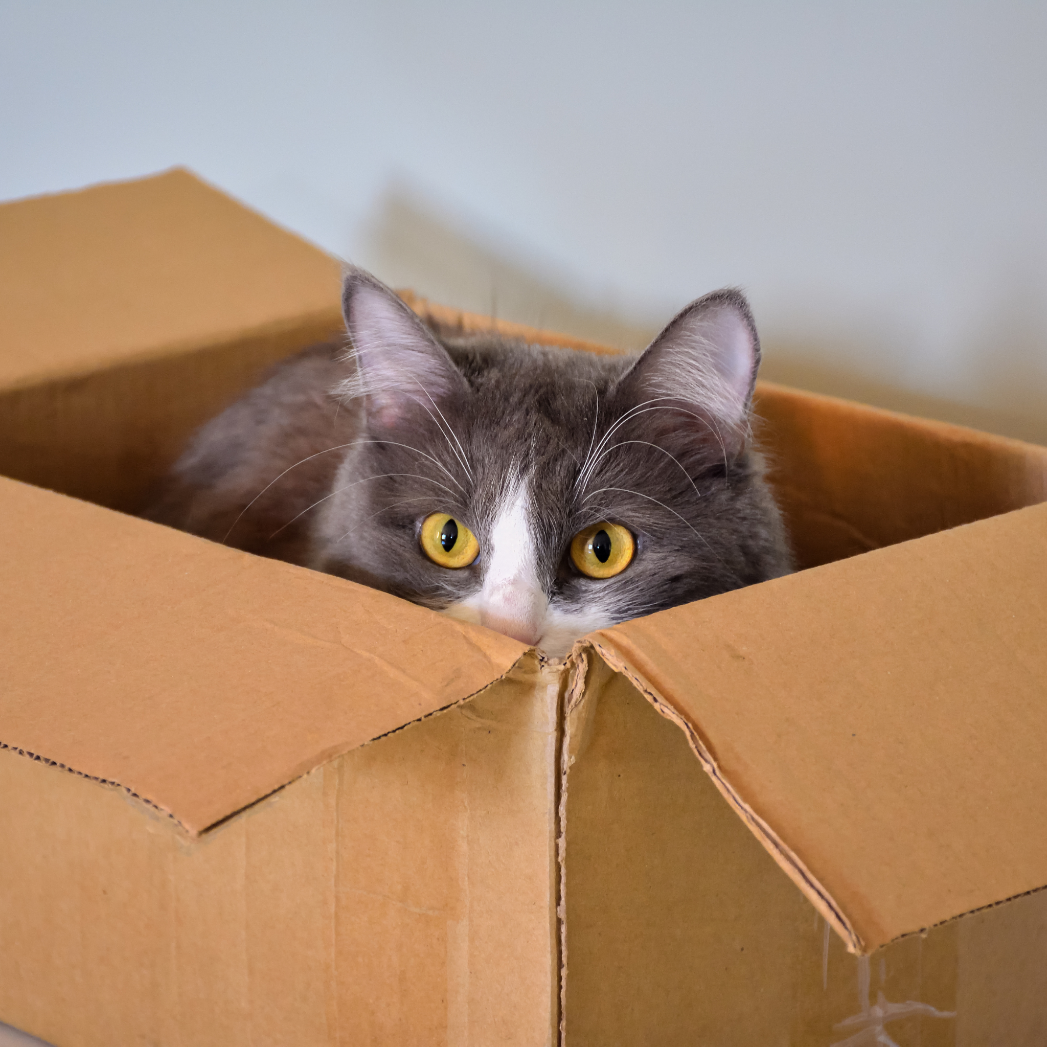 cat's hiding, cat in box, having a pet cat, cat's being funny