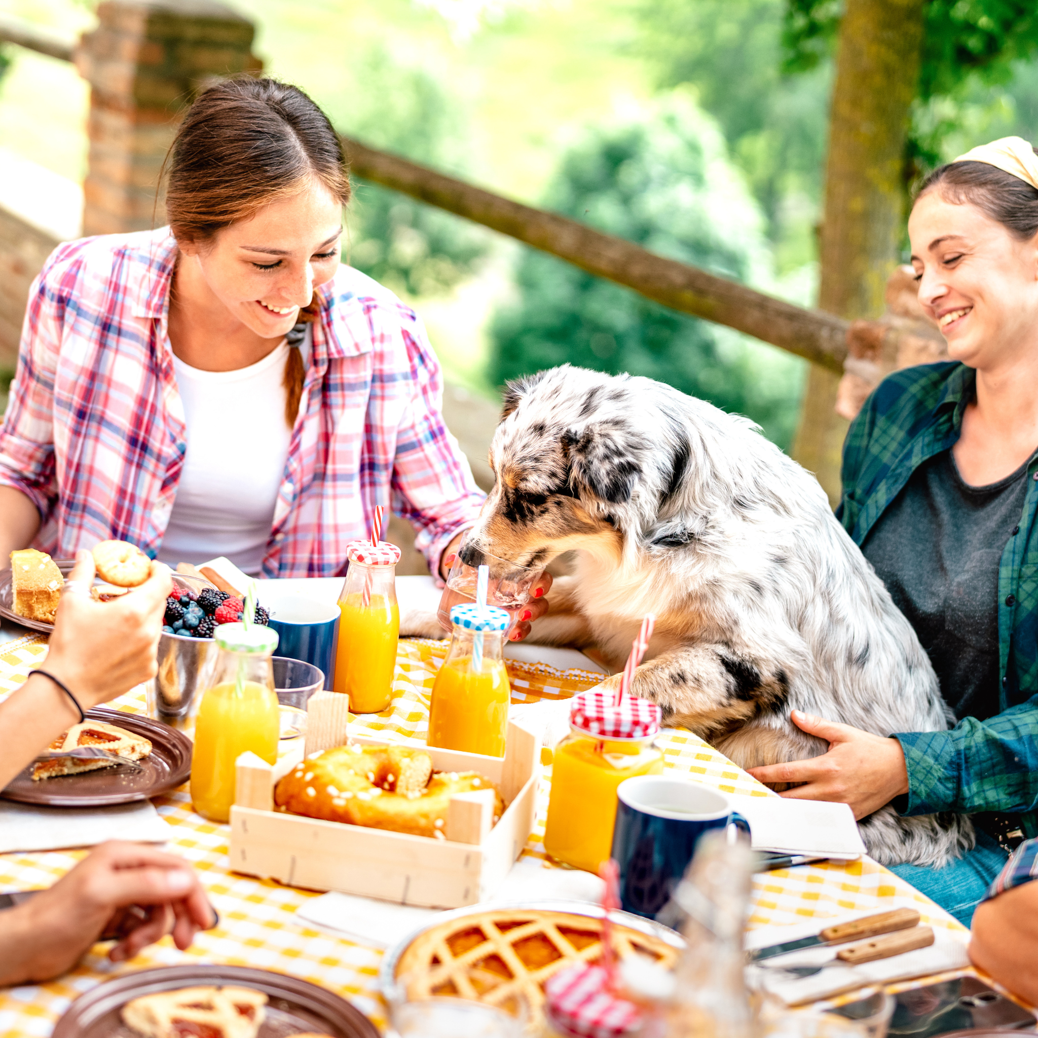 dog at brunch, restaurants for dogs, food for pets