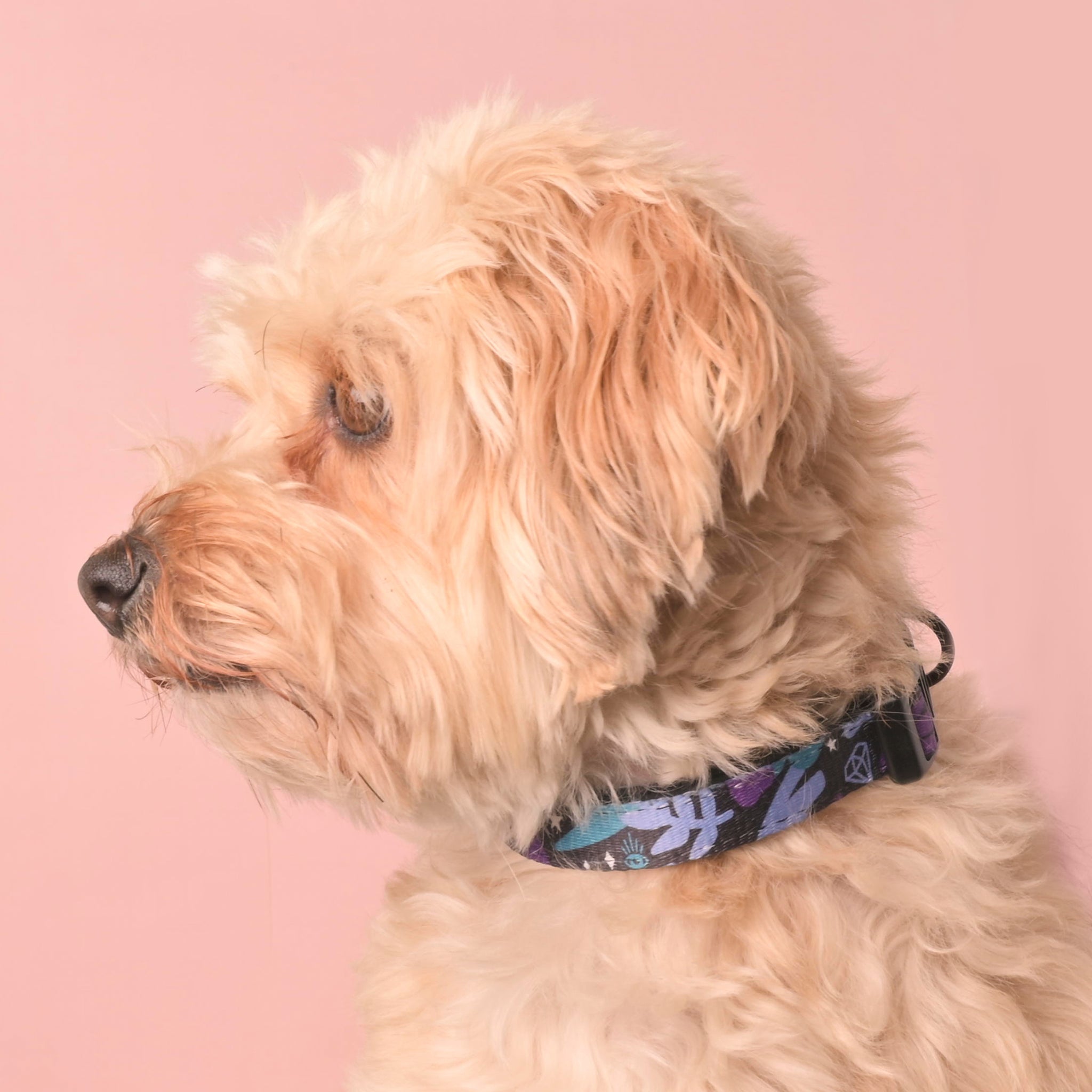 pet photoshoot, pet collar, spooky pet collar