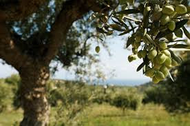 Olive tree