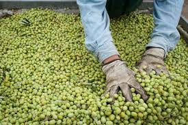 Sorting the olive for extra virgin olive oil