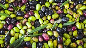 Freshly picked olives