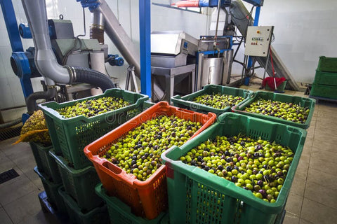 Modern olive oil product olives in baskets