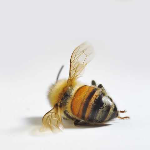 The honey bee population has been in decline worldwide