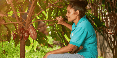 a l'origine du chocolat