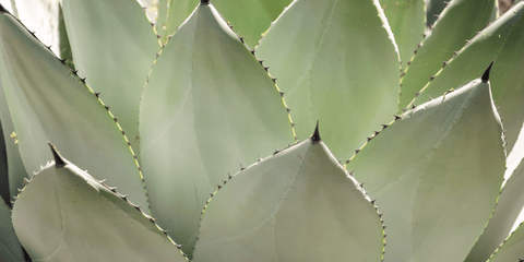 l'agave
