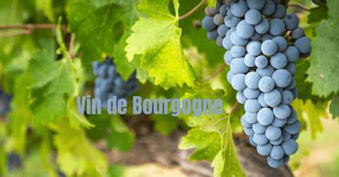 vin de bourgogne (raisin)