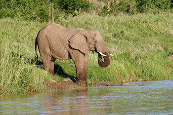 Elephant along the shore of Lake St Lucia in the iSimangaliso Wetland Park, St Lucia KwaZulu Natal South Africa.