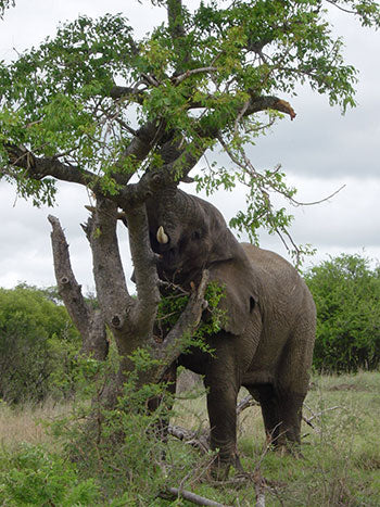 A mighty elephant raiding a tree of its uppermost succulent leaves. They love the fresh tender young shoots especially.