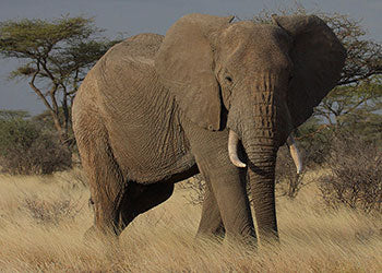 The largest land animal, the African elephant, stands proud and tall on his native savannah of Africa.