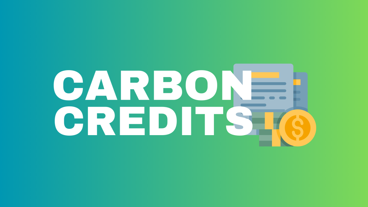 Blue carbon will be the next frontier of carbon crediting