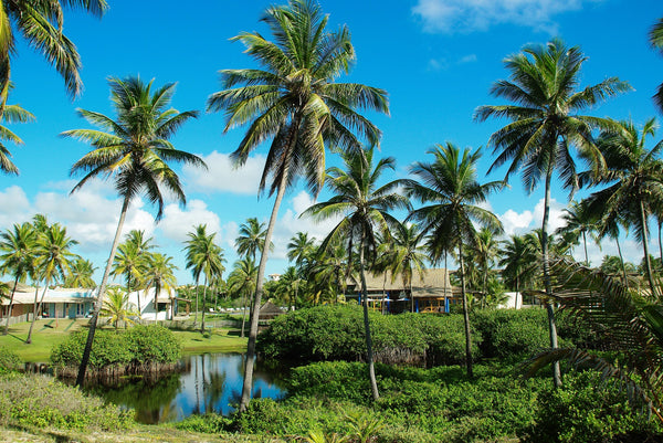 Special features of coconut tree