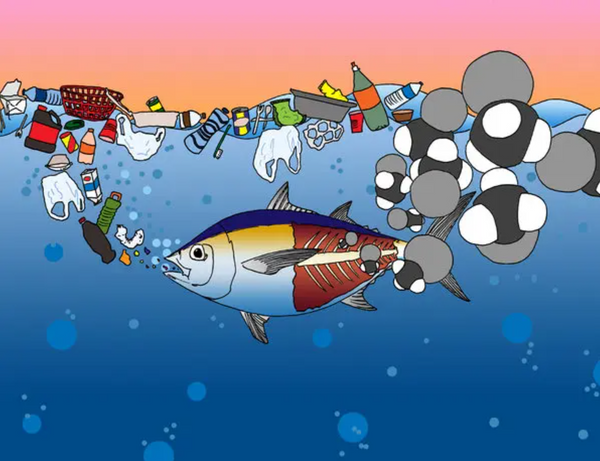 Microplastics can accumulate in fish