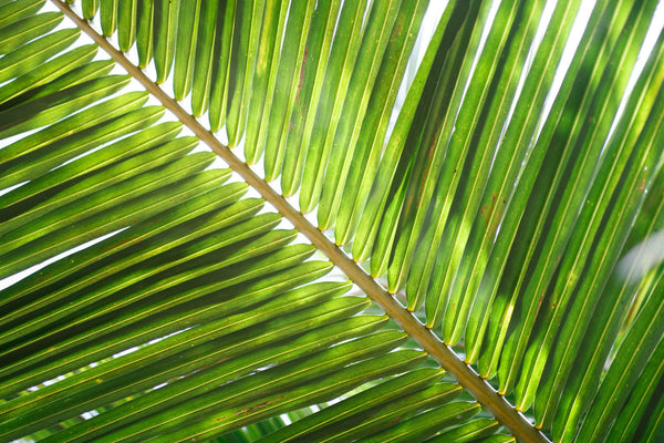 Main parts of the coconut tree and their uses