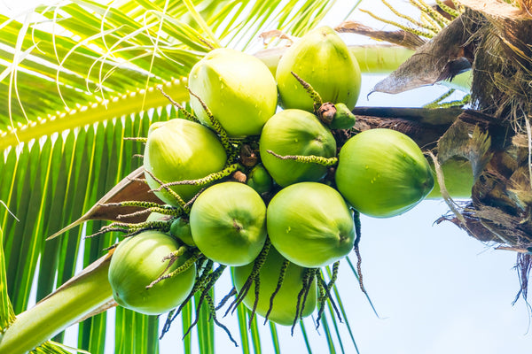 Main parts of the coconut tree and their uses