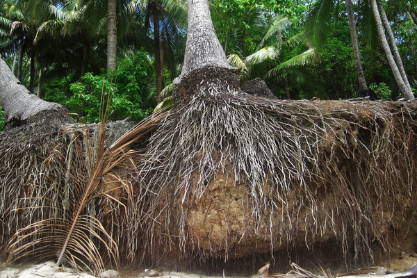 Main parts of the coconut tree and their uses