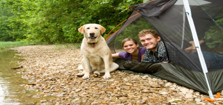 Camping with Dogs