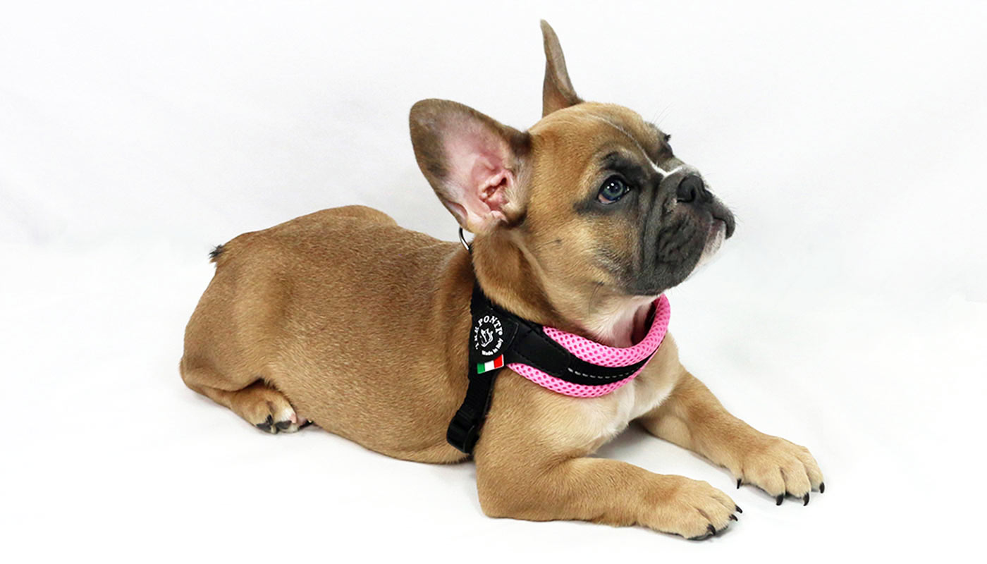 Frenchie Bulldog - (Official Site) Harnesses, Leashes & More