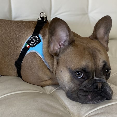 French Bull Dog relaxing on leather couch and wearing a Tre Ponti Genesis Adjustable Harness in blue