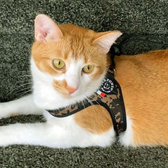 Orange and White Cat wearing Tre Ponti Camo Strap harness lying on carpeted stair