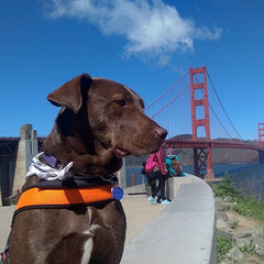 Chocolate Labrador wearing Tre Ponti Primo Plus Harness in Orange sitting on sidewalk with Golden Gate Bridge in background