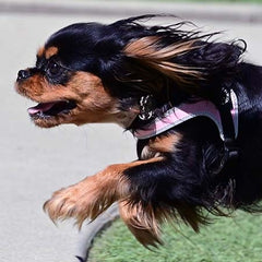 Half body shot of Black and Tan Cavalier wearing Tre Ponti Adjustable Belly Harness running at full speed over grass and pavement
