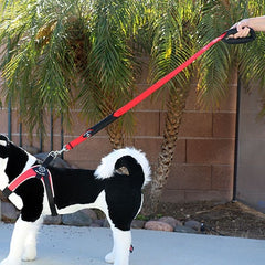 Hand holding Tre Ponti Double Handle Long Leash in Red attached to model dog