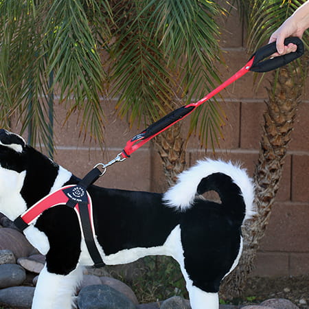 Hand holding main handle of a Tre Ponti Double Handle Leash Short in Red attached to a demo dog