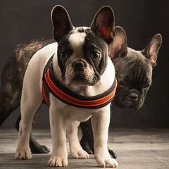 French Bulldog in photo studio wearing Tre Ponti Fluo Pop Buckle Harnesses in Orange