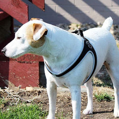 Jack Russel Terrier wearing Tre Ponti Liberty Buckle Harness in Black standing in backyard by shadowy stairs