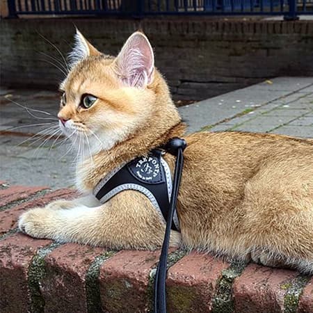 Tan and White buggy eyed cat wearing Tre Ponti Liberty Strap Harness in Black lying on brick wall in front of patio