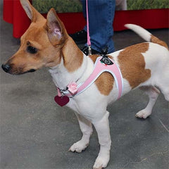 White and Tan Chihuaha mix dog wearing Tre Ponti Liberty Strap Harness in Pink standing alert on cement floor at pet expo
