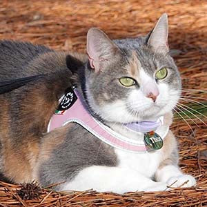 Cat wearing Tre Ponti Liberty Strap Harness lying down on autumn pine needle covered ground