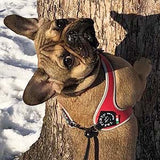 French Bulldog wearing Tre Ponti Liberty Strap Harness in Red leaning against tree looking back