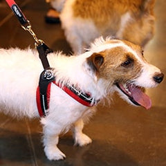 Panting Wirey Jack Russell Terrier wearing Tre Ponti Mesh Buckle Harness in Red standing on indoor cement floor at pet expo
