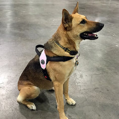 German Shepherd wearing Tre Ponti Primo Harness in Pink sitting on large indoor cement floor