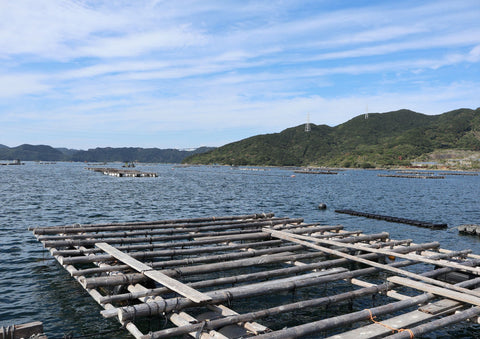 牡蠣若手の会　うちの海