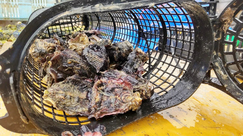 Young Oyster Association Basket Ownership NFT Oyster Professional Naokichi Oyster