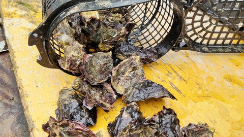 Young Oyster Association Basket Ownership NFT Naokichi Oyster Whirlpool Champion