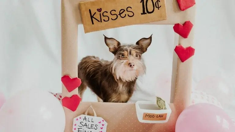 spürt mein hund meine liebe